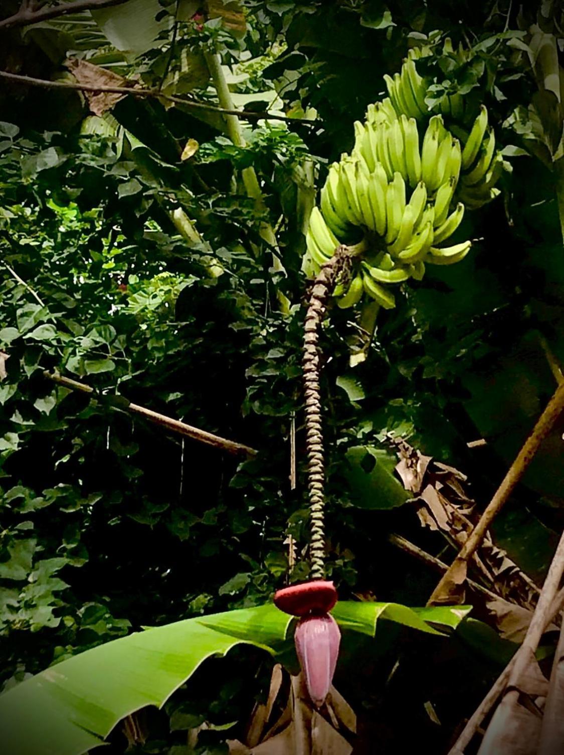 Bananas Hostel Itacaré Eksteriør bilde
